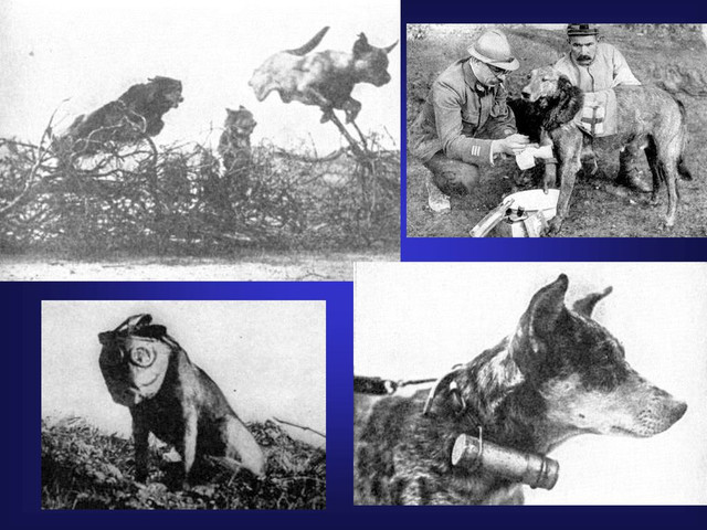 Mercy dog - Những người hùng thầm lặng trong Thế chiến thứ nhất - Hình 5 Mercy dog - Nhung nguoi hung tham lang trong The chien thu nhat-Hinh-5