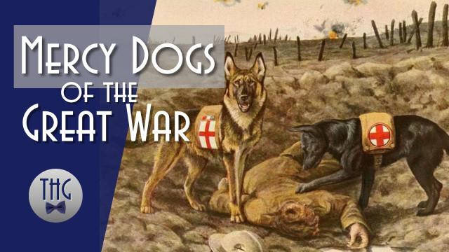 Mercy dog - Những người hùng thầm lặng trong Thế chiến thứ nhất - Hình 6 Mercy dog - Nhung nguoi hung tham lang trong The chien thu nhat-Hinh-6