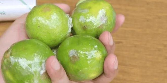 Bảo quản chanh tươi cả tháng không hỏng, giúp các F0 luôn có để dùng - Hình 2 Bao quan chanh tuoi ca thang khong hong, giup cac F0 luon co de dung-Hinh-2