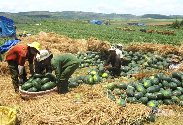 Chuối 5.000 đồng, thanh long 4.000 đồng/kg chất đống đầy vỉa hè - Hình 3 Chuoi 5.000 dong, thanh long 4.000 dong/kg chat dong day via he-Hinh-3