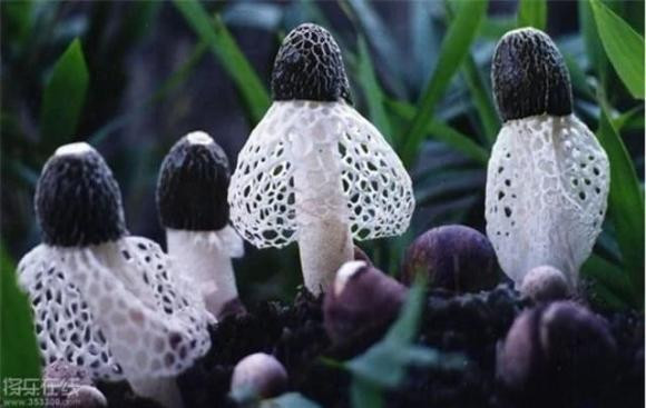 Loại nấm quý hiếm người Trung Quốc săn lùng, Việt Nam có - Hình 3 Loai nam quy hiem nguoi Trung Quoc san lung, Viet Nam co-Hinh-3