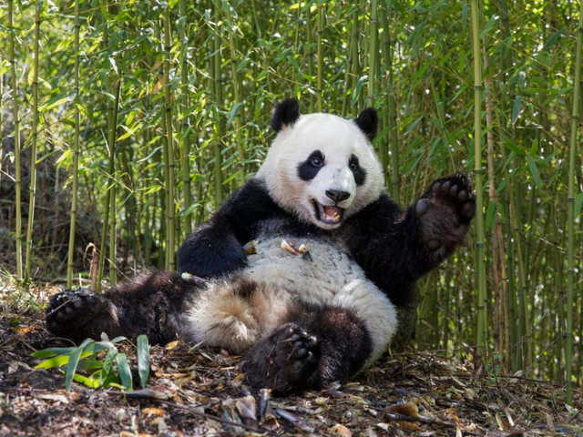 Tại sao người xưa không thuần hóa gấu trúc khổng lồ làm thú cưng? Tai sao nguoi xua khong thuan hoa gau truc khong lo lam thu cung?