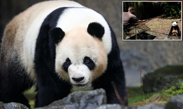Tại sao người xưa không thuần hóa gấu trúc khổng lồ làm thú cưng? - Hình 8 Tai sao nguoi xua khong thuan hoa gau truc khong lo lam thu cung?-Hinh-8