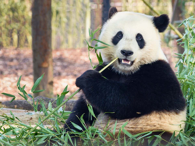 Tại sao người xưa không thuần hóa gấu trúc khổng lồ làm thú cưng? - Hình 2 Tai sao nguoi xua khong thuan hoa gau truc khong lo lam thu cung?-Hinh-2