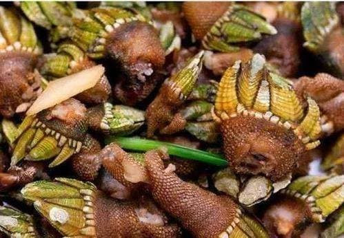 Loại hải sản nhìn 'rùng mình' này 'đắt' nhất thế giới Loai hai san nhin 'rung minh' nay 'dat' nhat the gioi