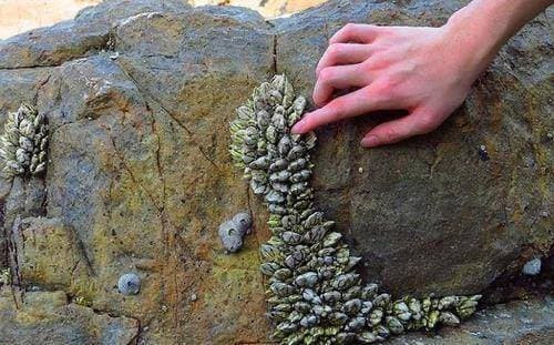 Loại hải sản nhìn 'rùng mình' này 'đắt' nhất thế giới - Hình 3 Loai hai san nhin 'rung minh' nay 'dat' nhat the gioi-Hinh-3