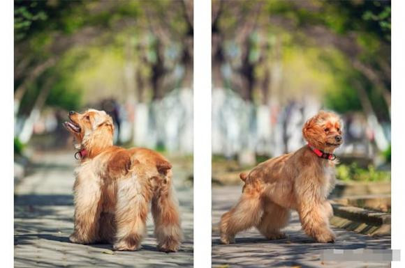 Tại sao chó phải cắt đuôi ngay sau khi chúng được sinh ra? - Hình 8 Tai sao cho phai cat duoi ngay sau khi chung duoc sinh ra?-Hinh-8