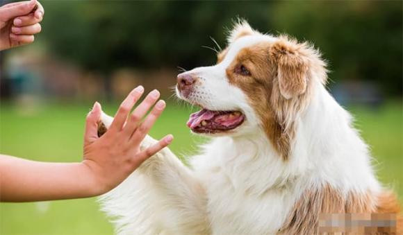 Tại sao chó phải cắt đuôi ngay sau khi chúng được sinh ra? - Hình 17 Tai sao cho phai cat duoi ngay sau khi chung duoc sinh ra?-Hinh-17