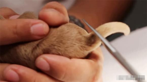 Tại sao chó phải cắt đuôi ngay sau khi chúng được sinh ra? - Hình 10 Tai sao cho phai cat duoi ngay sau khi chung duoc sinh ra?-Hinh-10