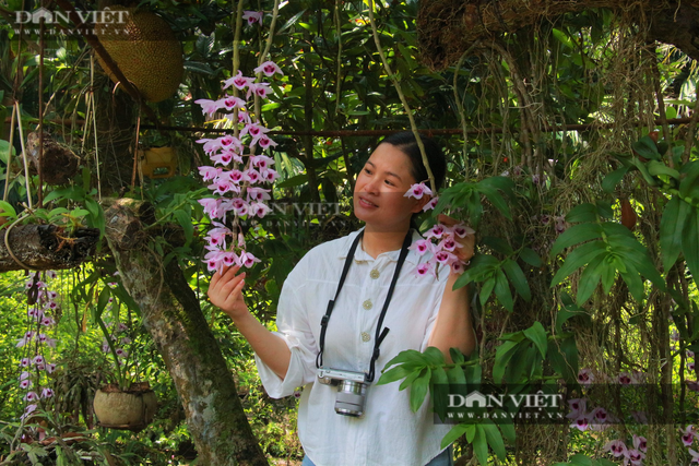 Cây nhãn cổ thụ ở Nam Định nở kín hoa lan phi điệp tím - Hình 10 Cay nhan co thu o Nam Dinh no kin hoa lan phi diep tim-Hinh-10