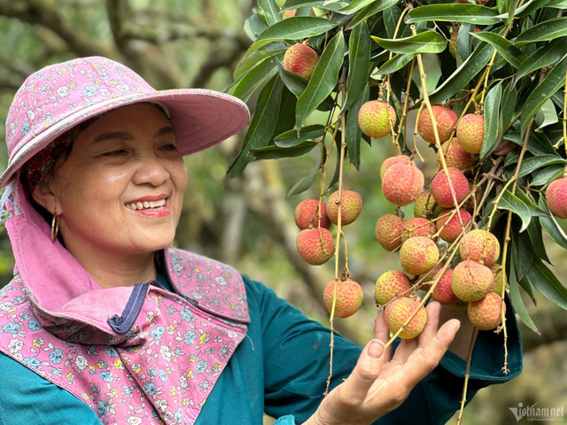 Cây vải u hồng đặc biệt, từng giúp chủ kiếm 7 lượng vàng 1 vụ - Hình 2 Cay vai u hong dac biet, tung giup chu kiem 7 luong vang 1 vu-Hinh-2