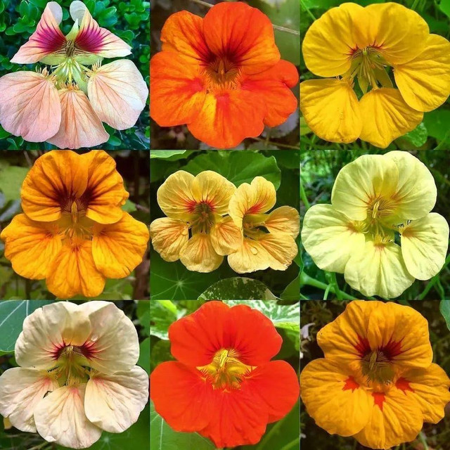 Trồng cây sen cạn trong chậu treo mang may mắn cho gia đình - Hình 9 Trong cay sen can trong chau treo mang may man cho gia dinh-Hinh-9