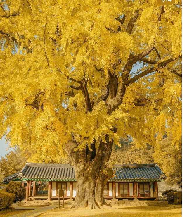 Vì sao nói trồng cây hướng đông, con cháu giàu có, thịnh vượng? Vi sao noi trong cay huong dong, con chau giau co, thinh vuong?