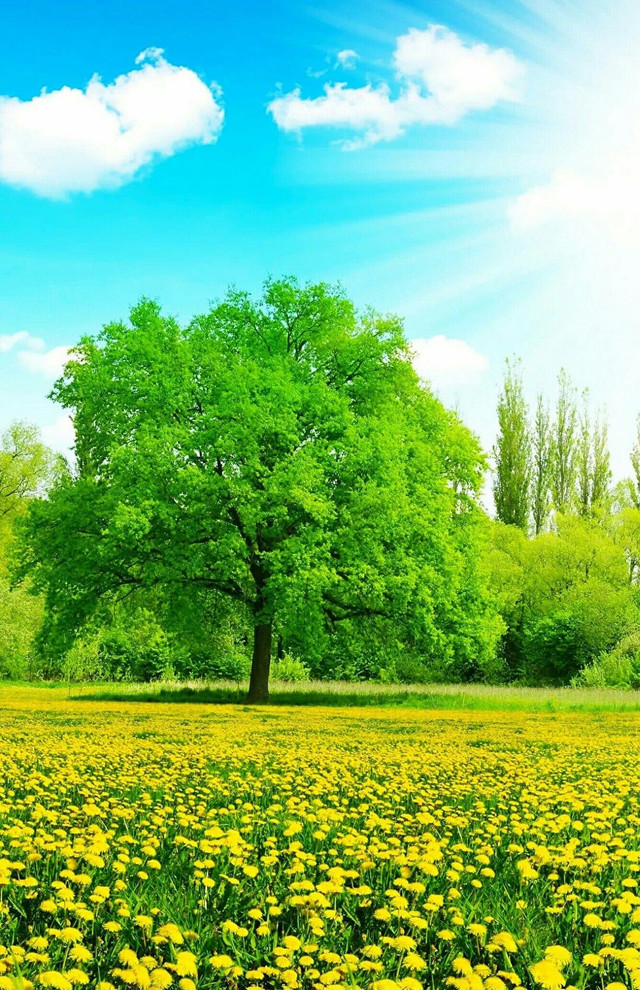 Vì sao nói trồng cây hướng đông, con cháu giàu có, thịnh vượng? - Hình 2 Vi sao noi trong cay huong dong, con chau giau co, thinh vuong?-Hinh-2