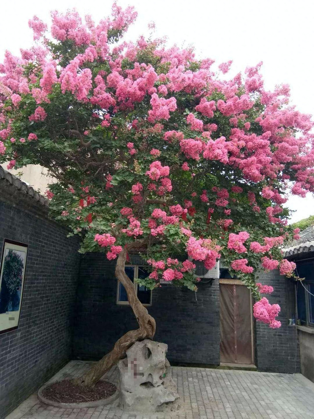 Vì sao nói trồng cây hướng đông, con cháu giàu có, thịnh vượng? - Hình 6 Vi sao noi trong cay huong dong, con chau giau co, thinh vuong?-Hinh-6