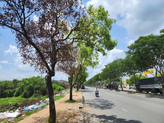 Vì sao hàng loạt cây xanh ở TP HCM chết khô? Vi sao hang loat cay xanh o TP HCM chet kho?