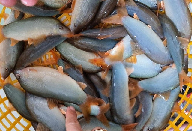 Cá heo nước ngọt- đặc sản miền Tây rớt giá, chỉ từ 300.000 đồng/kg - Hình 3 Ca heo nuoc ngot- dac san mien Tay rot gia, chi tu 300.000 dong/kg-Hinh-3