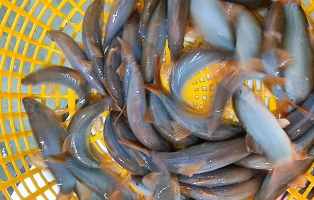 Cá heo nước ngọt- đặc sản miền Tây rớt giá, chỉ từ 300.000 đồng/kg - Hình 4 Ca heo nuoc ngot- dac san mien Tay rot gia, chi tu 300.000 dong/kg-Hinh-4