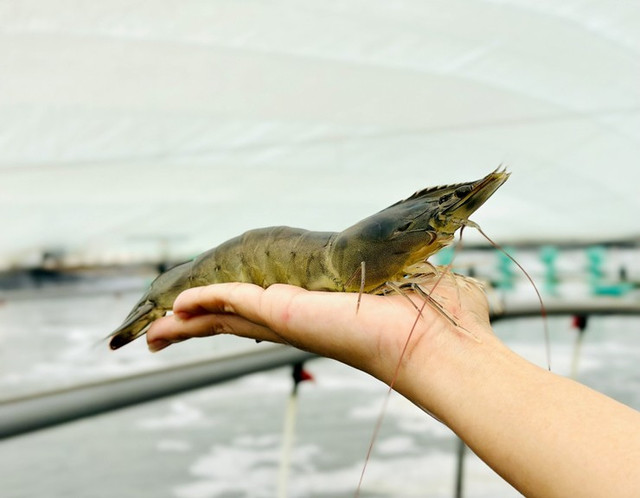 Đam mê nuôi tôm, người phụ nữ Bến Tre trở thành nông dân tỷ phú - Hình 3 Dam me nuoi tom, nguoi phu nu Ben Tre tro thanh nong dan ty phu-Hinh-3
