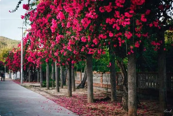 Những điểm đi dạo cực lãng mạn khi đến Quy Nhơn ảnh 2 Những điểm đi dạo cực lãng mạn khi đến Quy Nhơn