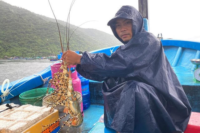 100 tấn tôm hùm bông bán không ai mua, nông dân lại 'ngồi trên lửa' - Hình 3 100 tan tom hum bong ban khong ai mua, nong dan lai 'ngoi tren lua'-Hinh-3