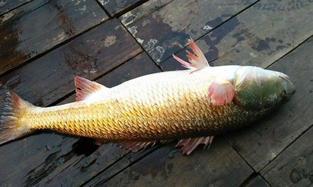 Thứ tưởng bỏ đi trong bụng cá có giá cao không ngờ - Hình 3 Thu tuong bo di trong bung ca co gia cao khong ngo-Hinh-3