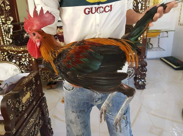 Mang 50 triệu mua 2 con gà khởi nghiệp, 8x Cần Thơ cả tỷ/năm - Hình 3 Mang 50 trieu mua 2 con ga khoi nghiep, 8x Can Tho ca ty/nam-Hinh-3