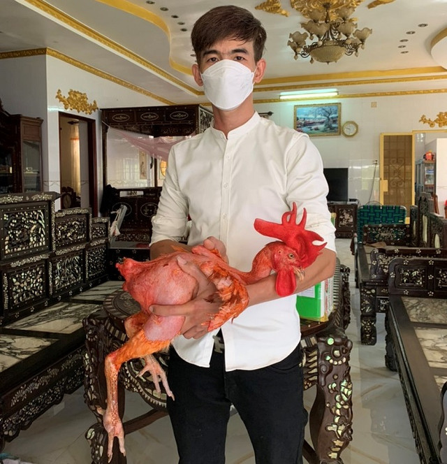 Mang 50 triệu mua 2 con gà khởi nghiệp, 8x Cần Thơ cả tỷ/năm - Hình 7 Mang 50 trieu mua 2 con ga khoi nghiep, 8x Can Tho ca ty/nam-Hinh-7