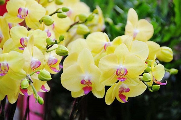 5 loại hoa hút tài lộc, cuối năm nên bày trong nhà để thêm sung túc 5 loai hoa hut tai loc, cuoi nam nen bay trong nha de them sung tuc