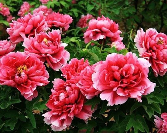 5 loại hoa hút tài lộc, cuối năm nên bày trong nhà để thêm sung túc - Hình 5 5 loai hoa hut tai loc, cuoi nam nen bay trong nha de them sung tuc-Hinh-5