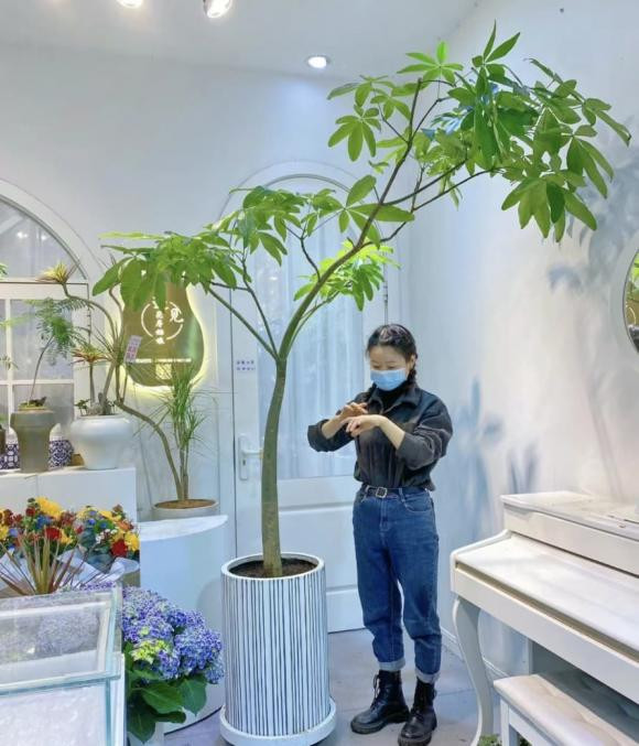 6 loại “hoa tài lộc” trồng trong chậu nhỏ cũng nở tung 6 loai “hoa tai loc” trong trong chau nho cung no tung