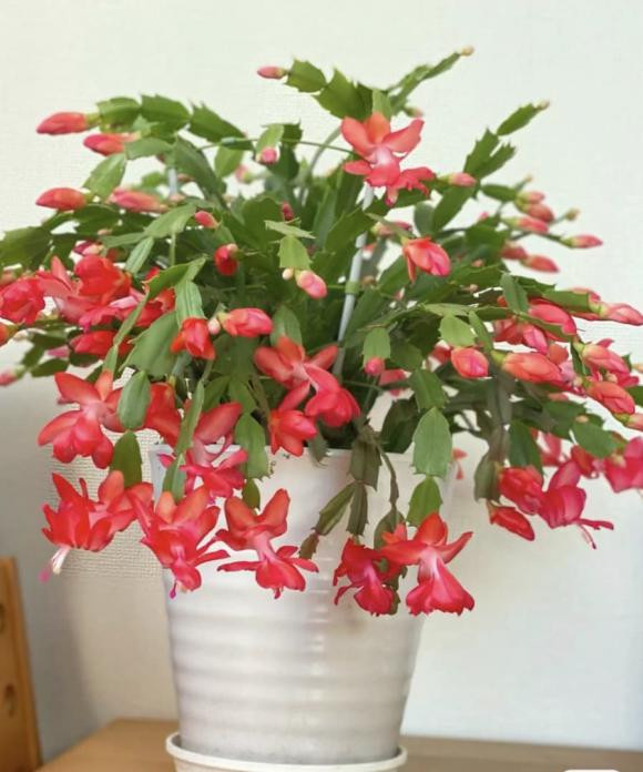 6 loại “hoa tài lộc” trồng trong chậu nhỏ cũng nở tung - Hình 6 6 loai “hoa tai loc” trong trong chau nho cung no tung-Hinh-6