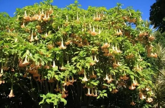 Loài cây nguy hiểm nhất thế giới mọc hoang nhiều ở Việt Nam - Hình 6 Loai cay nguy hiem nhat the gioi moc hoang nhieu o Viet Nam-Hinh-6