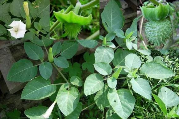 Loài cây nguy hiểm nhất thế giới mọc hoang nhiều ở Việt Nam - Hình 4 Loai cay nguy hiem nhat the gioi moc hoang nhieu o Viet Nam-Hinh-4