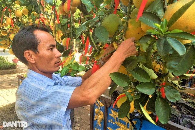 Chủ vườn “lội ngược dòng” nhờ khách đổ xô mua cây gần trăm triệu Chu vuon “loi nguoc dong” nho khach do xo mua cay gan tram trieu