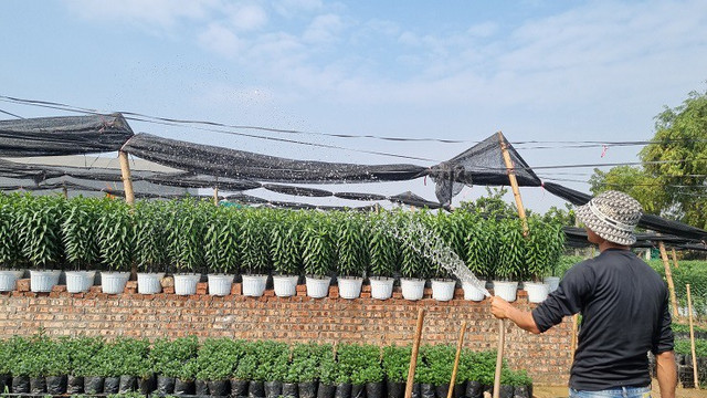 Nhà vườn thủ phủ hoa Tết lớn nhất miền Bắc đếm ngược ngày thu tiền - Hình 3 Nha vuon thu phu hoa Tet lon nhat mien Bac dem nguoc ngay thu tien-Hinh-3