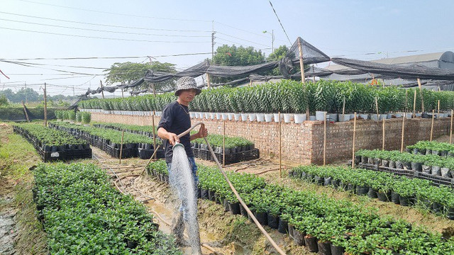 Nhà vườn thủ phủ hoa Tết lớn nhất miền Bắc đếm ngược ngày thu tiền - Hình 4 Nha vuon thu phu hoa Tet lon nhat mien Bac dem nguoc ngay thu tien-Hinh-4