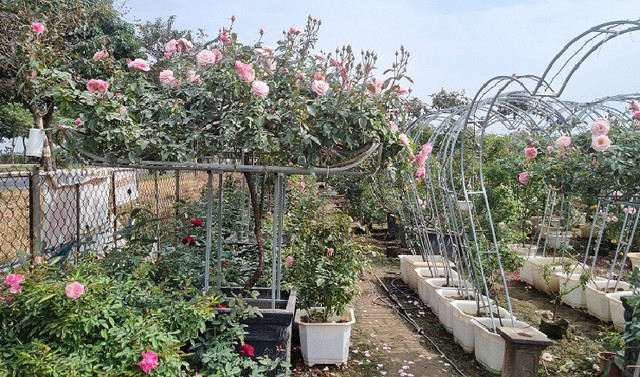 Nhà vườn thủ phủ hoa Tết lớn nhất miền Bắc đếm ngược ngày thu tiền - Hình 10 Nha vuon thu phu hoa Tet lon nhat mien Bac dem nguoc ngay thu tien-Hinh-10