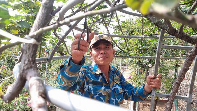 Nhà vườn thủ phủ hoa Tết lớn nhất miền Bắc đếm ngược ngày thu tiền - Hình 9 Nha vuon thu phu hoa Tet lon nhat mien Bac dem nguoc ngay thu tien-Hinh-9
