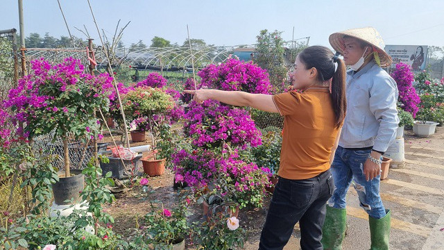 Nhà vườn thủ phủ hoa Tết lớn nhất miền Bắc đếm ngược ngày thu tiền - Hình 11 Nha vuon thu phu hoa Tet lon nhat mien Bac dem nguoc ngay thu tien-Hinh-11
