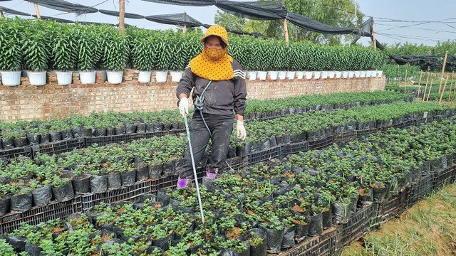 Nhà vườn thủ phủ hoa Tết lớn nhất miền Bắc đếm ngược ngày thu tiền - Hình 2 Nha vuon thu phu hoa Tet lon nhat mien Bac dem nguoc ngay thu tien-Hinh-2