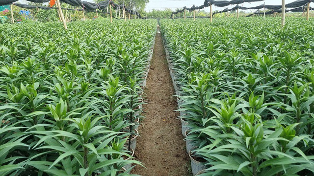 Nhà vườn thủ phủ hoa Tết lớn nhất miền Bắc đếm ngược ngày thu tiền - Hình 6 Nha vuon thu phu hoa Tet lon nhat mien Bac dem nguoc ngay thu tien-Hinh-6