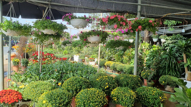 Nhà vườn thủ phủ hoa Tết lớn nhất miền Bắc đếm ngược ngày thu tiền - Hình 8 Nha vuon thu phu hoa Tet lon nhat mien Bac dem nguoc ngay thu tien-Hinh-8
