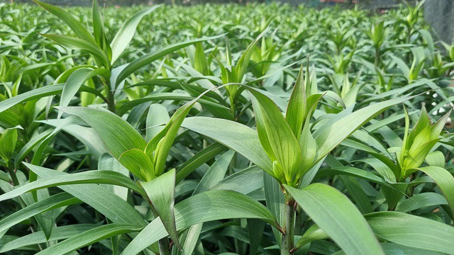 Nhà vườn thủ phủ hoa Tết lớn nhất miền Bắc đếm ngược ngày thu tiền - Hình 5 Nha vuon thu phu hoa Tet lon nhat mien Bac dem nguoc ngay thu tien-Hinh-5