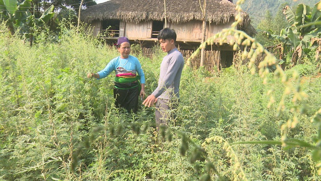 Rau vứt đâu cũng tốt um, trồng 1,5 sào bán đắt hàng Rau vut dau cung tot um, trong 1,5 sao ban dat hang