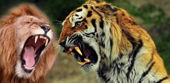 Hổ hay sư tử mạnh hơn? Kết quả đáng kinh ngạc - Hình 5 Ho hay su tu manh hon? Ket qua dang kinh ngac-Hinh-5