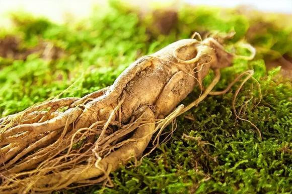 Tại sao đại thần nhà Thanh ngậm một miếng nhân sâm khi thượng triều? - Hình 4 Tai sao dai than nha Thanh ngam mot mieng nhan sam khi thuong trieu?-Hinh-4