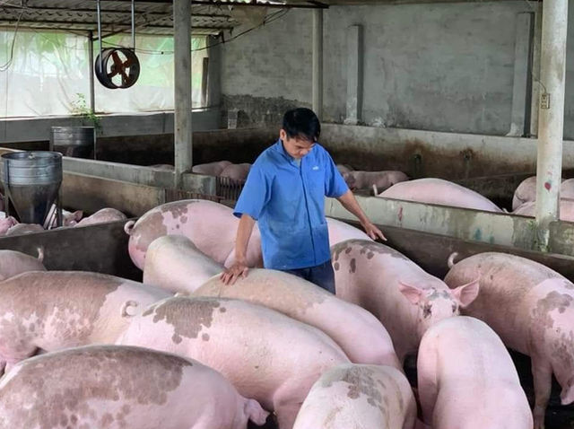 Lý do giá lợn hơi tăng cao nhất 1 năm qua Ly do gia lon hoi tang cao nhat 1 nam qua