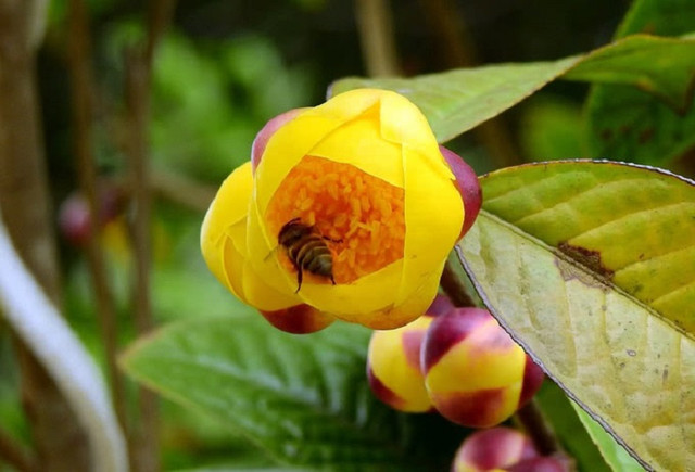Cây mọc dại thành “nữ hoàng” trà, giá 20 triệu đồng/kg - Hình 11 Cay moc dai thanh “nu hoang” tra, gia 20 trieu dong/kg-Hinh-11