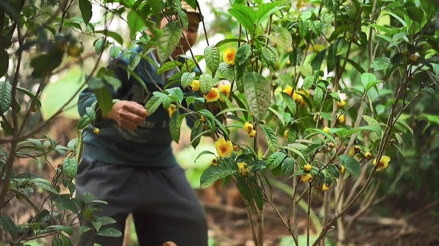 Cây mọc dại thành “nữ hoàng” trà, giá 20 triệu đồng/kg - Hình 14 Cay moc dai thanh “nu hoang” tra, gia 20 trieu dong/kg-Hinh-14